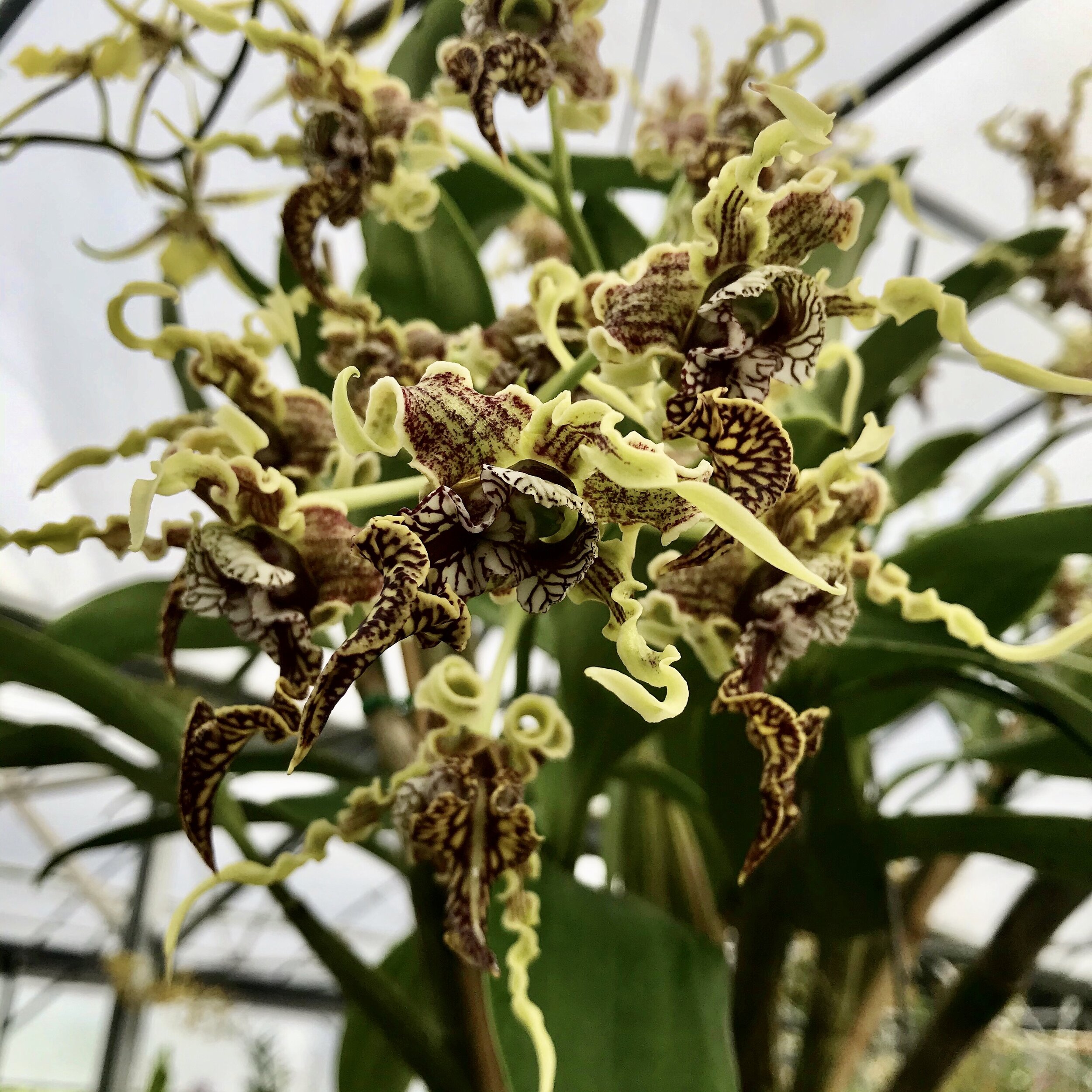 Dendrobium spectabile — Palmer Orchids